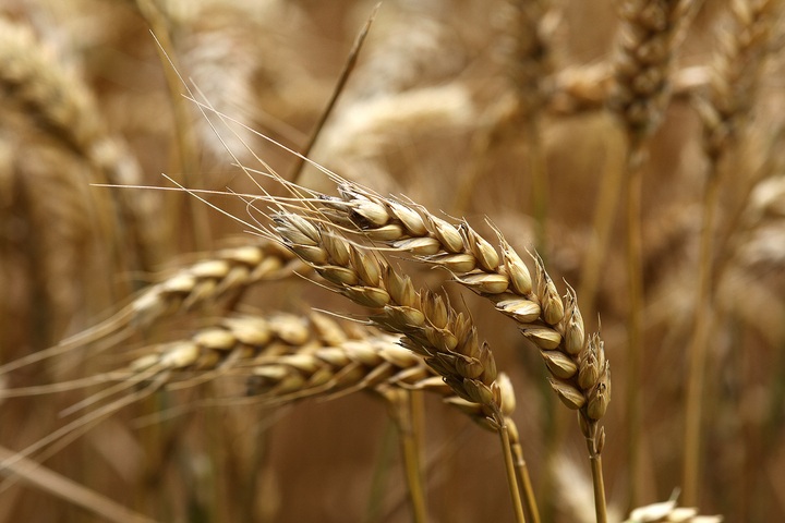 Argentina podrá exportar trigo a China por primera vez: los detalles