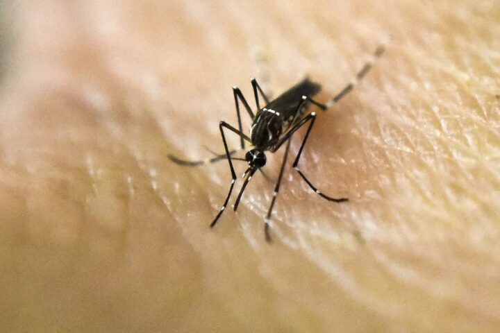 Alerta dengue: en Buenos Aires ya no se realizarán los test de constatación