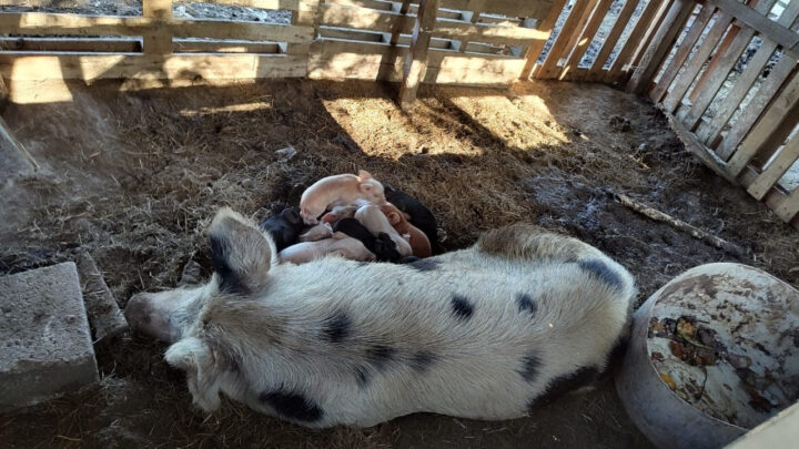 Matheu: Clausuran un criadero de cerdos clandestino
