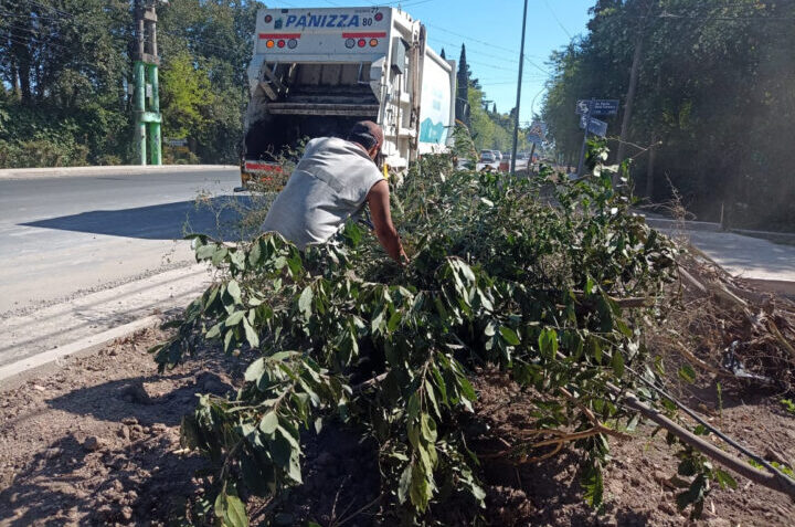 Cronograma de recolección de ramas para esta semana