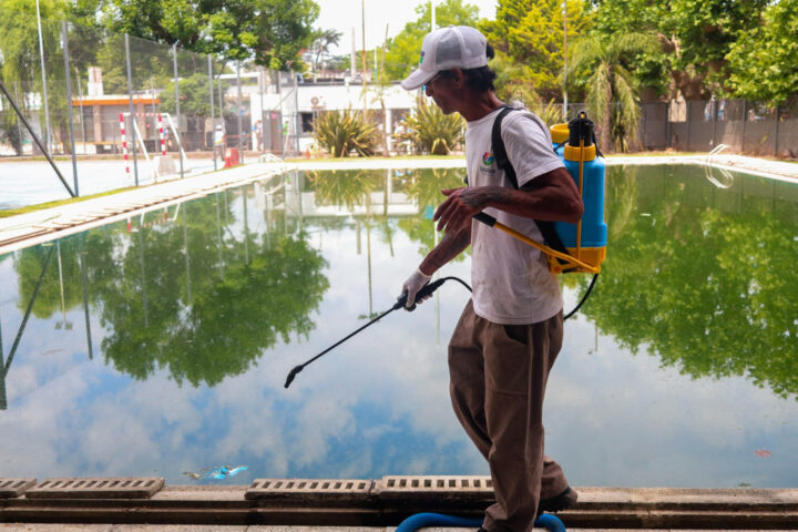 Dengue: cronograma semanal de bioeliminación de larvas de mosquito