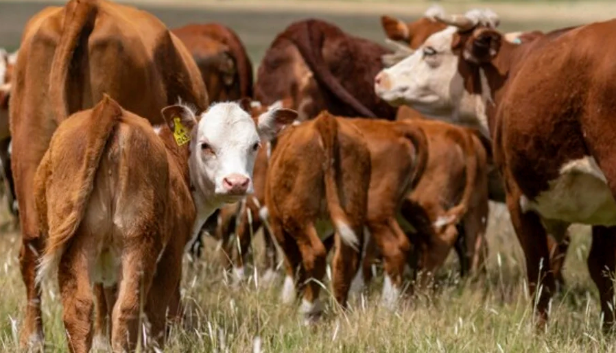 Golpe de cuatrerismo en Matheu: faenaron tres terneros y se llevaron 21 vacas en la oscuridad