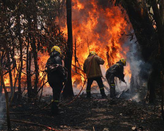 Incendio de pastizales y árboles en Matheu: trabajaron dos móviles de Bomberos