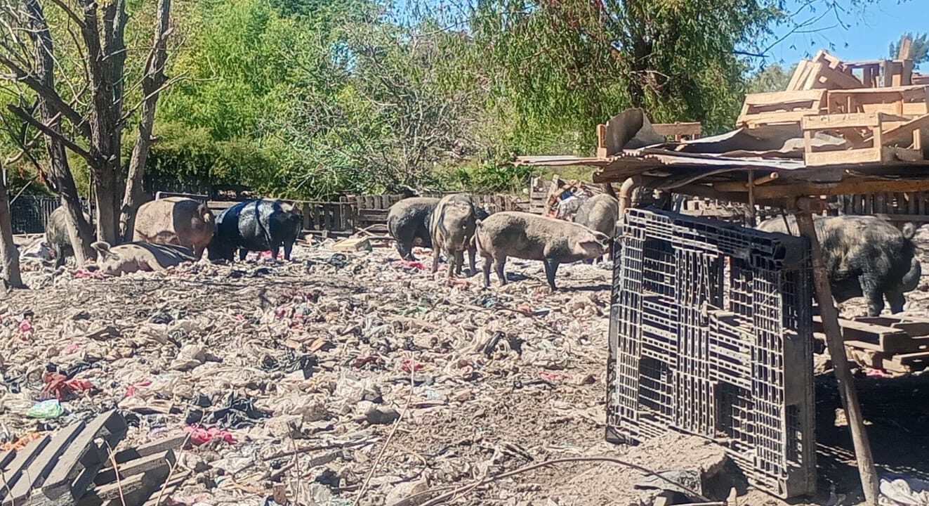 Maschwitz: rescataron 25 animales de un basural en el predio de la Ruta 26