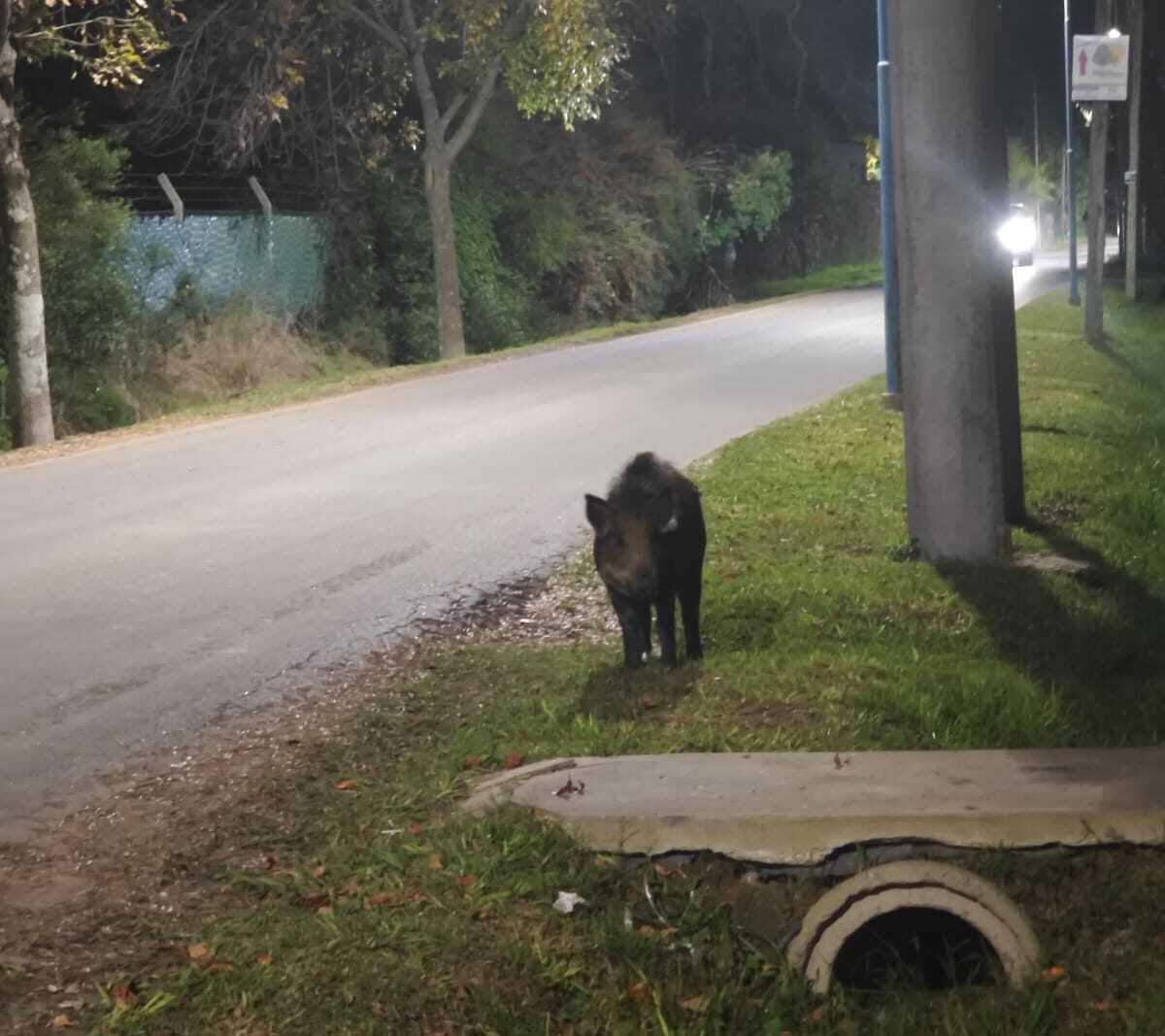 Más animales salvajes: apareció un jabalí en Escobar