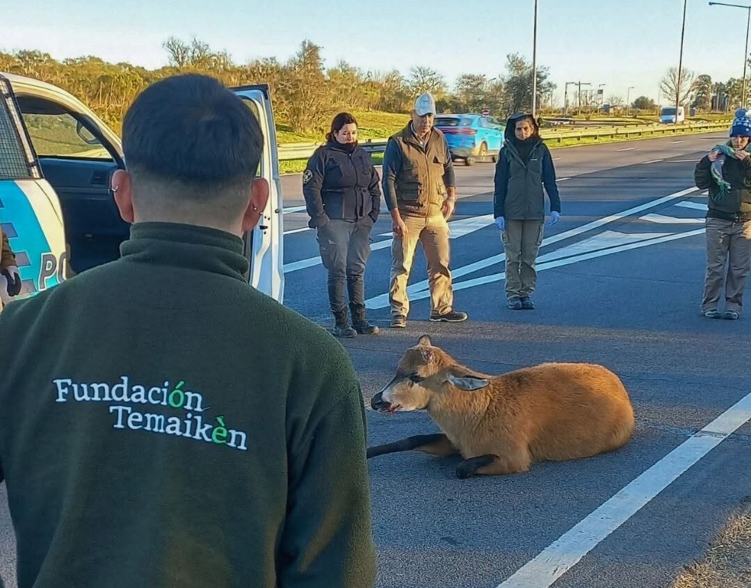 Rescataron un ciervo de los pantanos en plena Panamericana
