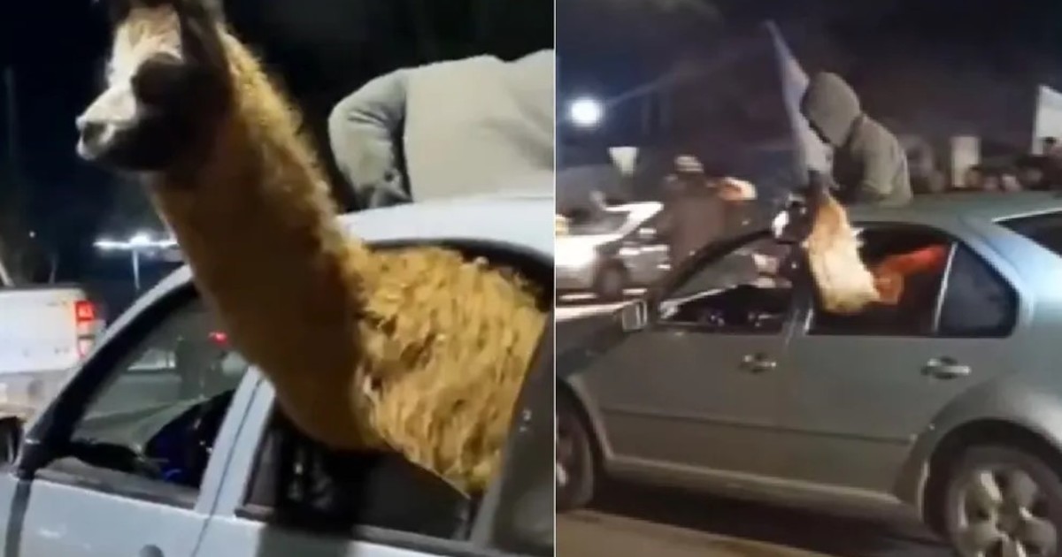 Denunciaron al agente penitenciario que llevó una llama adentro de un auto para festejar el triunfo de Argentina: qué sanciones podrían aplicarle