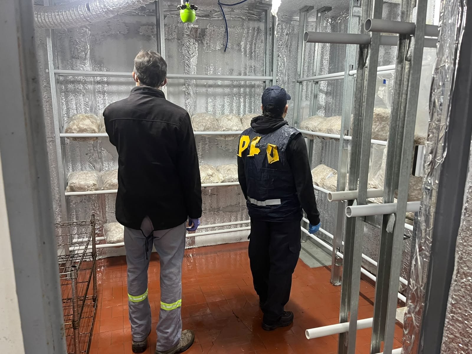 La Federal allanó un cultivo de hongos alucinógenos