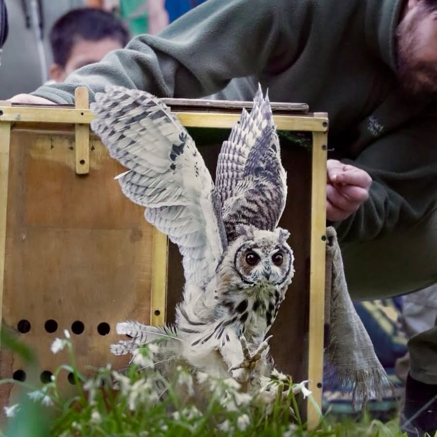 Tres animales fueron rehabilitados y volvieron a la naturaleza tras pasar por Temaikèn